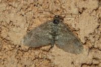 Lobophora halterata