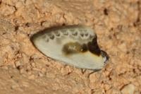 Cilix glaucata