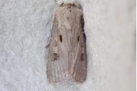 Agrotis exclamationis exclamationis