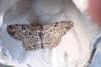 Peribatodes rhomboidaria rhomboidaria