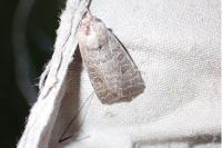 Hoplodrina ambigua