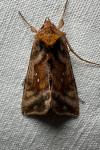 Autographa jota