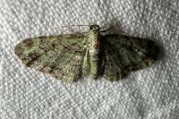 Pasiphila rectangulata