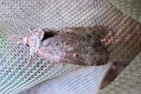 Nycteola revayana