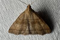 Herminia tarsicrinalis