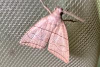 Herminia grisealis