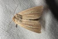 Mythimna straminea