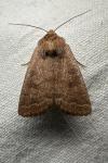 Hoplodrina blanda