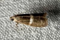 Elegia similella