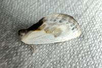 Cilix glaucata
