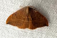 Watsonalla binaria