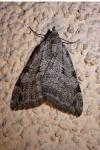 Aplocera efformata/plagiata