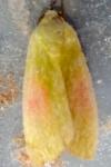 Earias roseifera