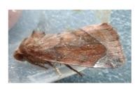 Cosmia pyralina