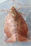 Cosmia pyralina