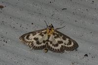 Anania hortulata