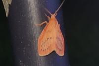 Miltochrista miniata