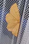Angerona prunaria
