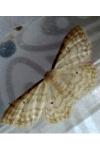 Idaea fuscovenosa