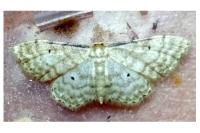 Idaea fuscovenosa