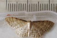 Idaea fuscovenosa