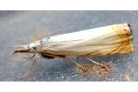 Chrysoteuchia culmella