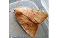 Cosmia trapezina