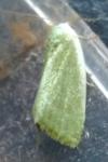 Earias clorana