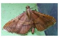 Endotricha flammealis