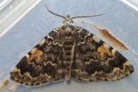 Idia calvaria