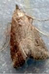 Schrankia costaestrigalis