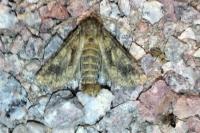 Conisania luteago
