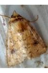 Atypha pulmonaris