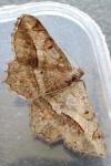 Chiasmia aestimaria