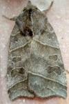 Ipimorpha retusa