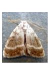 Meganola albula