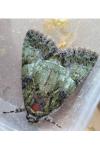 Polyphaenis sericata