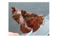 Selenia tetralunaria
