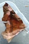 Selenia tetralunaria
