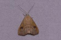 Rivula sericealis