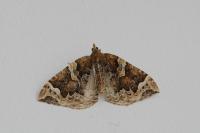 Eulithis prunata