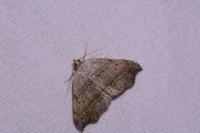 Laspeyria flexula
