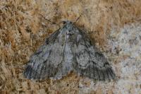 Tephronia sepiaria