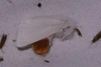 Euproctis chrysorrhoea