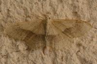Idaea aversata