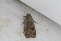 Noctua pronuba