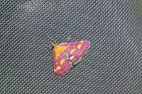Pyrausta purpuralis