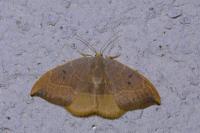 Watsonalla binaria