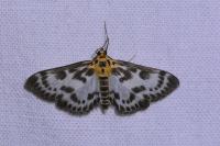Anania hortulata