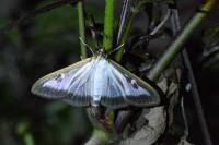 Cydalima perspectalis